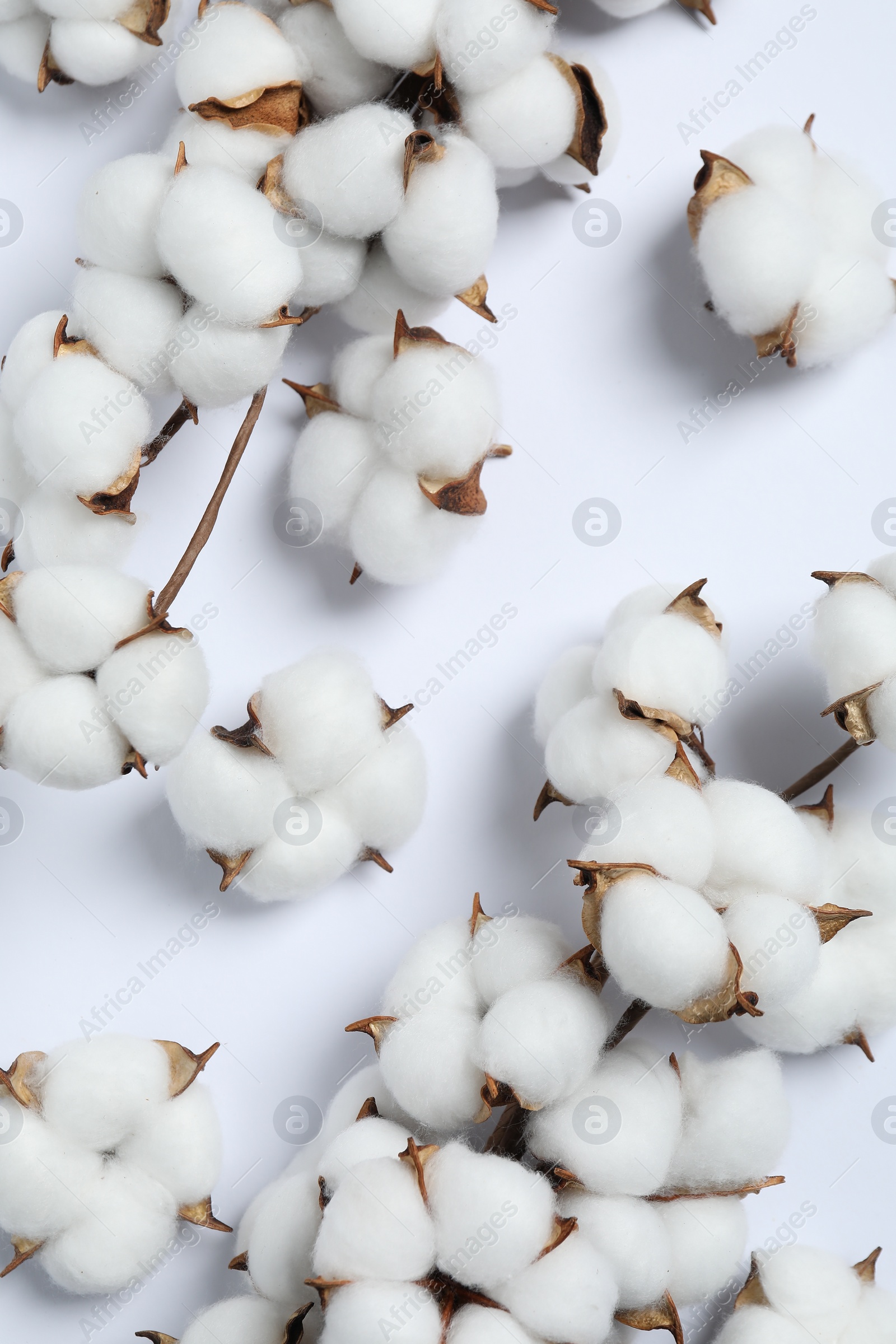 Photo of Branches with cotton flowers on white background, top view