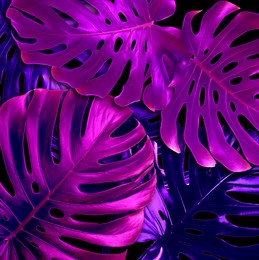 Image of Tropical monstera leaves in neon colors on black background