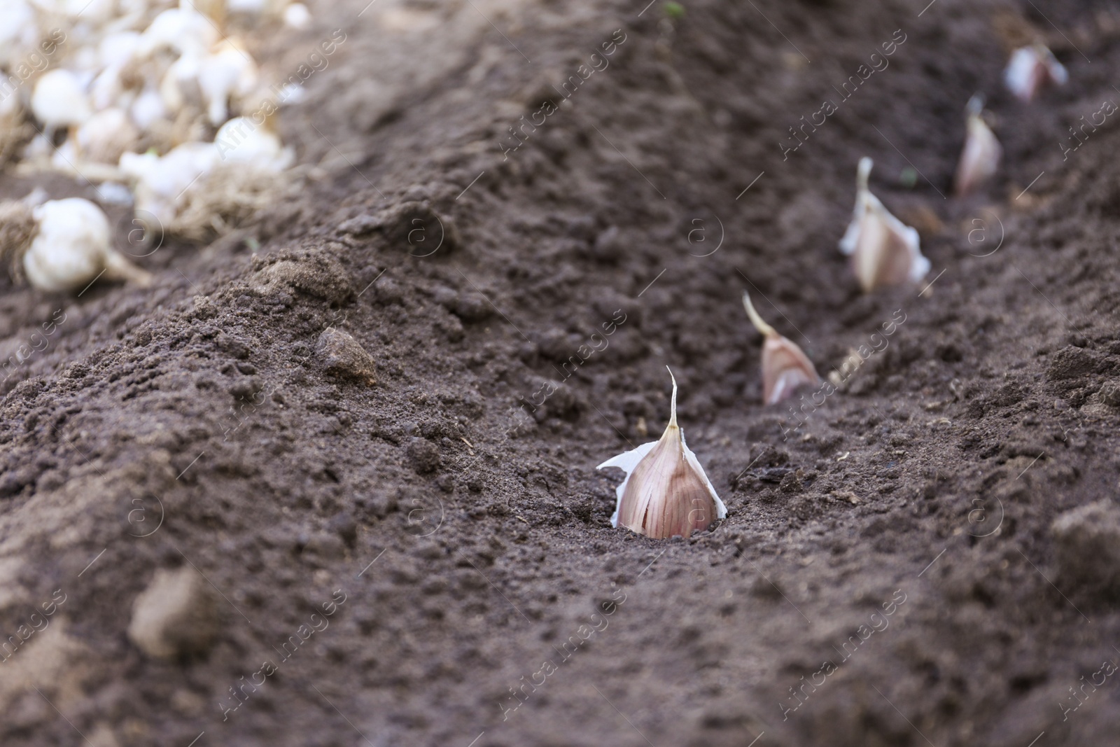 Photo of Row of garlic cloves in soil, closeup