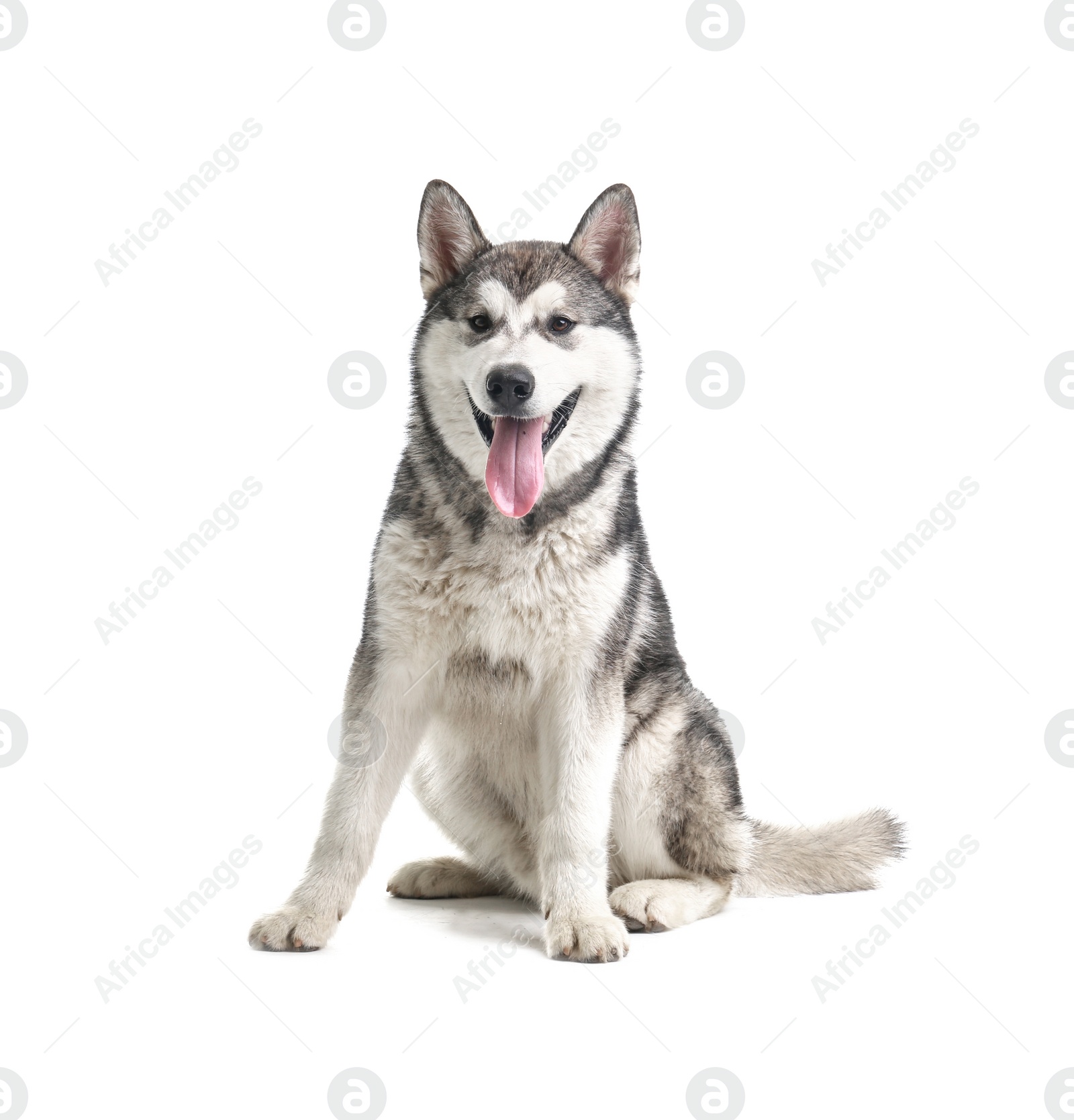 Photo of Cute Alaskan Malamute dog on white background