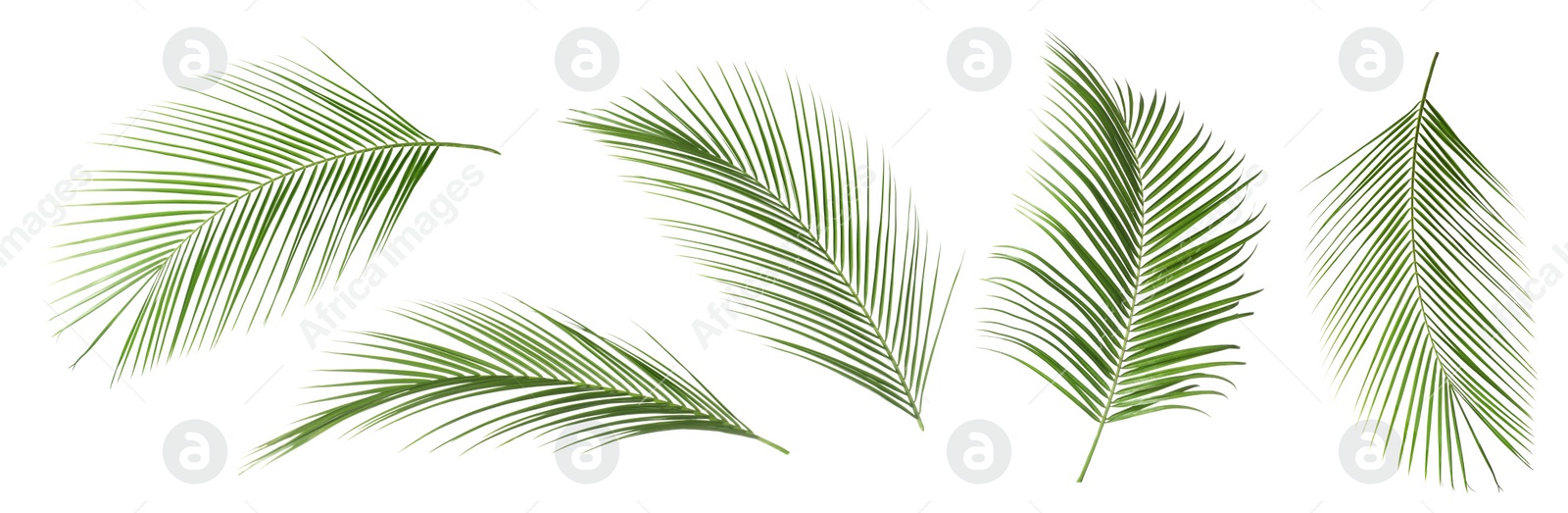 Image of Set of tropical leaves on white background