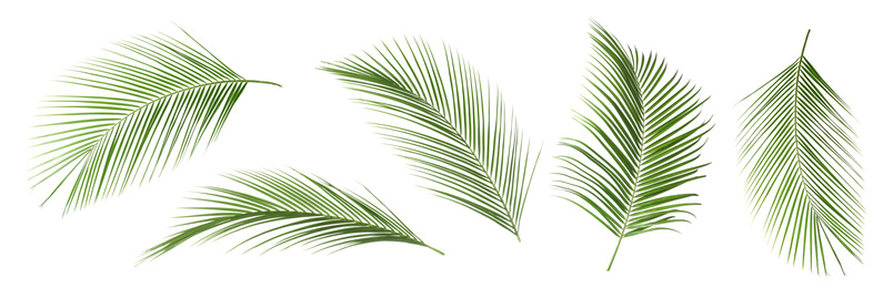 Image of Set of tropical leaves on white background