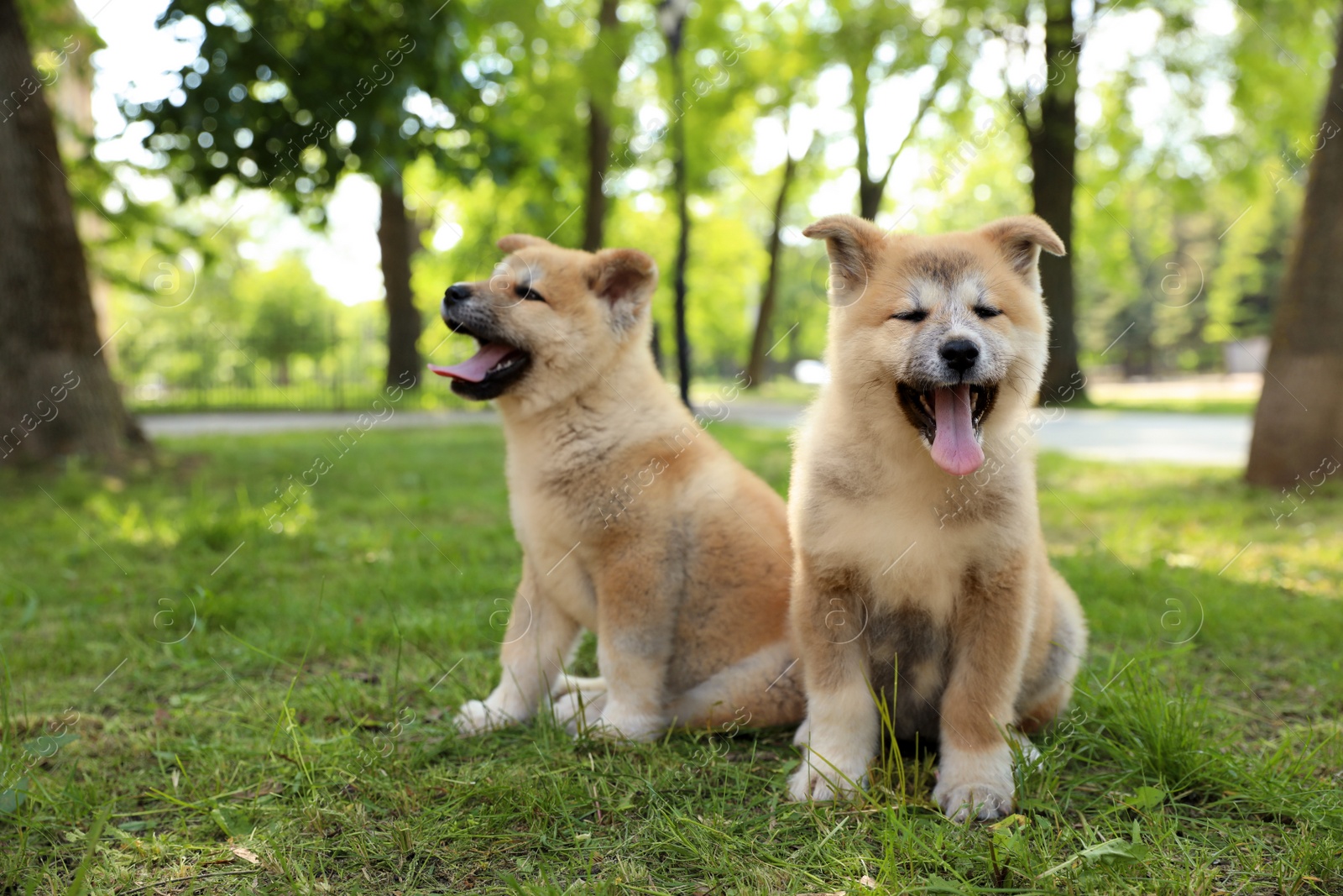 Photo of Funny adorable Akita Inu puppies in park, space for text