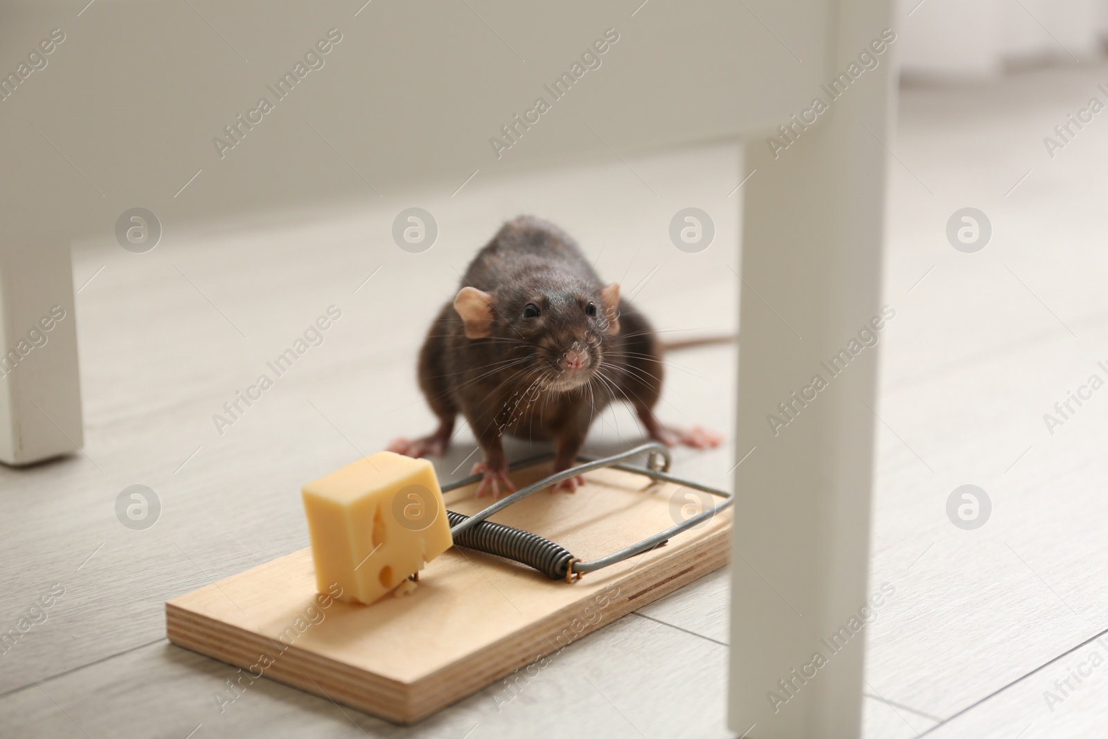 Photo of Rat and mousetrap with cheese indoors. Pest control