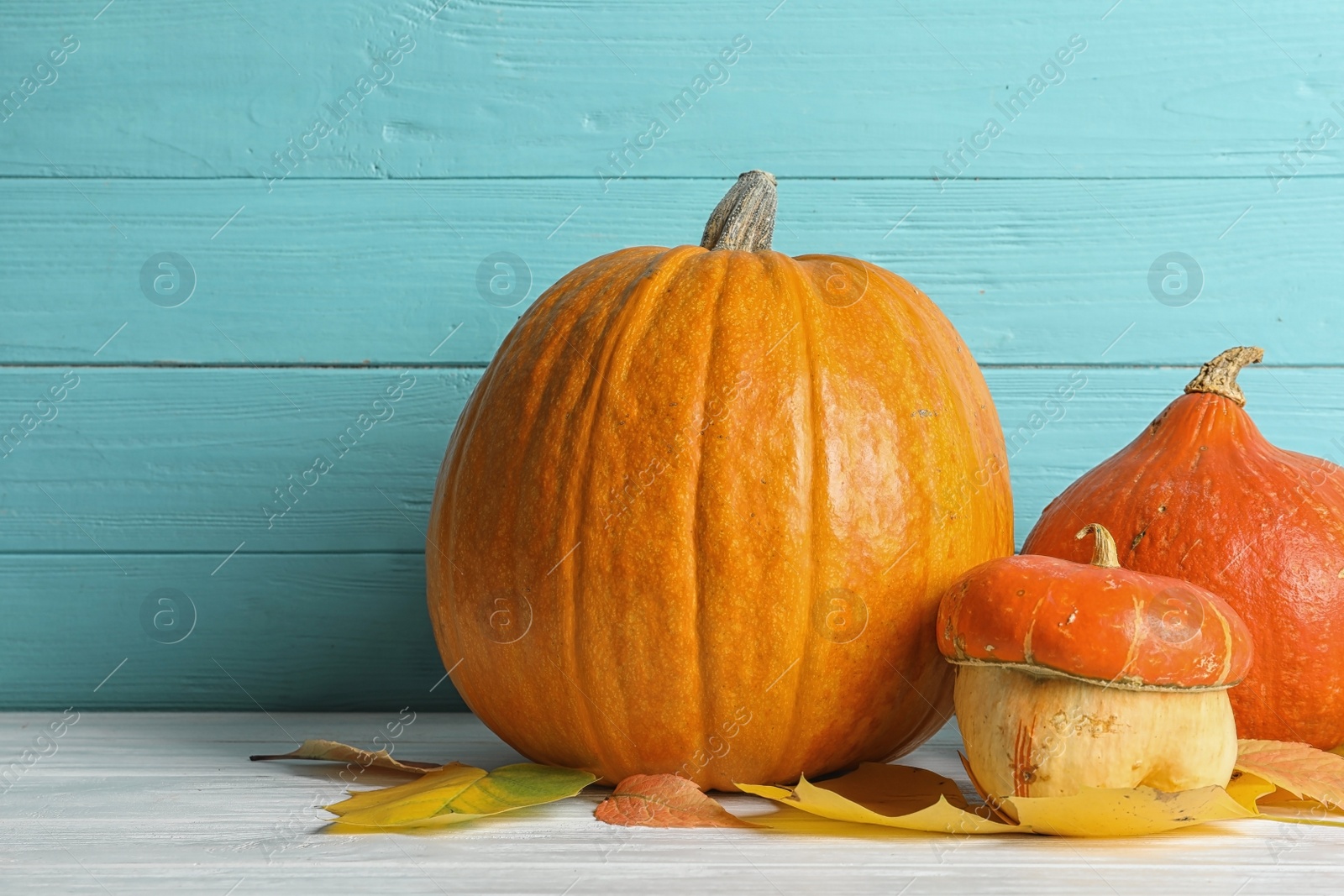 Photo of Different pumpkins on table against wooden wall. Autumn holidays