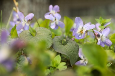 Photo of Beautiful wild violets blooming in forest. Spring flowers