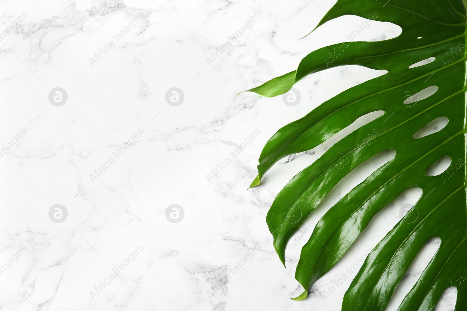 Photo of Fresh tropical monstera leaf on marble background, top view