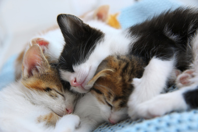 Photo of Cute little kittens sleeping on blue blanket, closeup. Baby animals