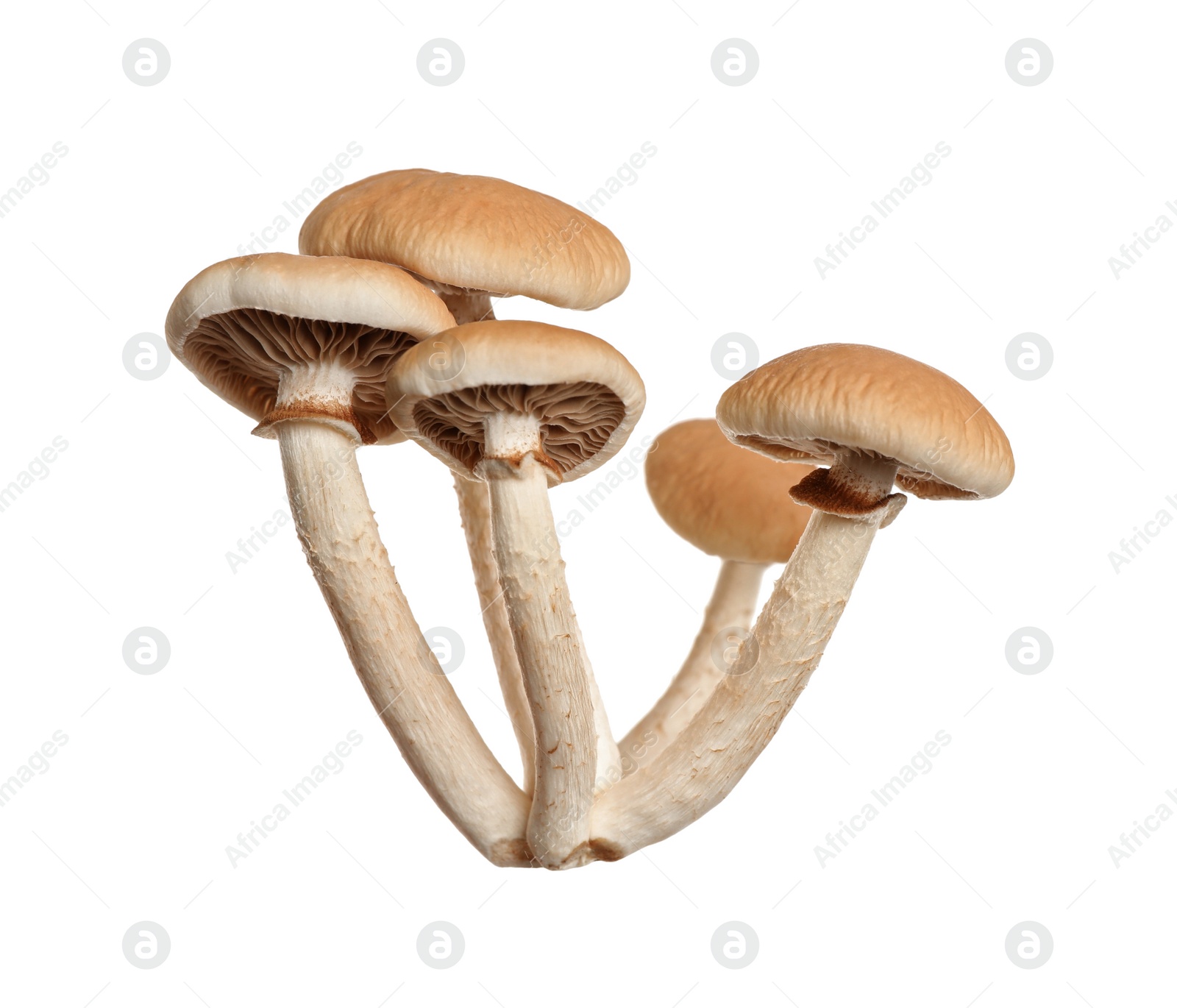 Photo of Fresh wild pioppini mushrooms isolated on white