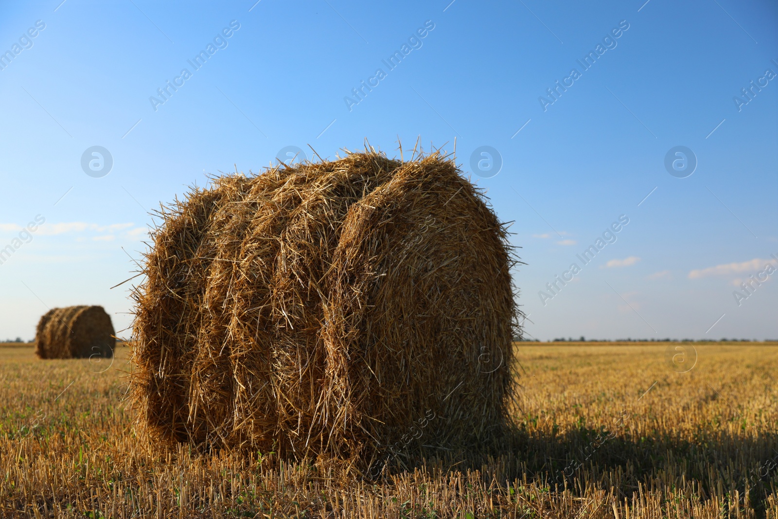 Photo of Round rolled hay bales in agricultural field on sunny day