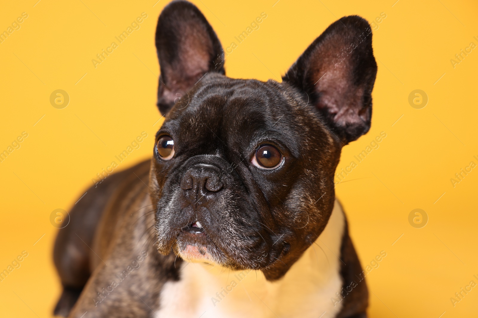 Photo of Adorable French Bulldog on orange background. Lovely pet