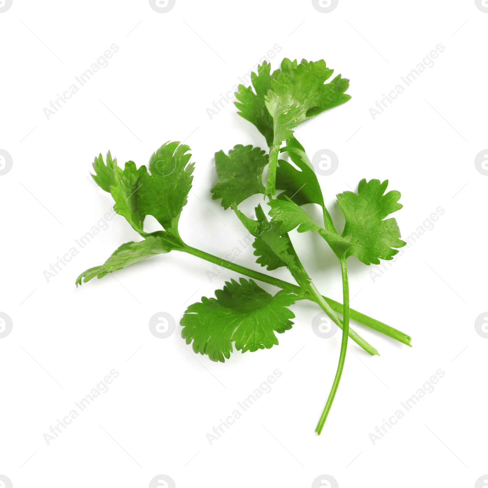 Photo of Fresh green coriander leaves on white background, top view