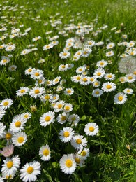 Photo of Beautiful white daisy flowers, dandelions and green grass growing outdoors