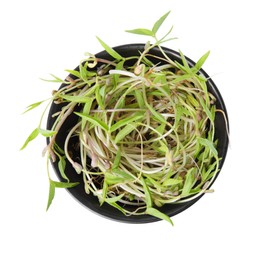 Photo of Mung bean sprouts in black bowl isolated on white, top view