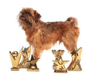 Photo of Cute Brussels Griffon dog with champion trophies on white background