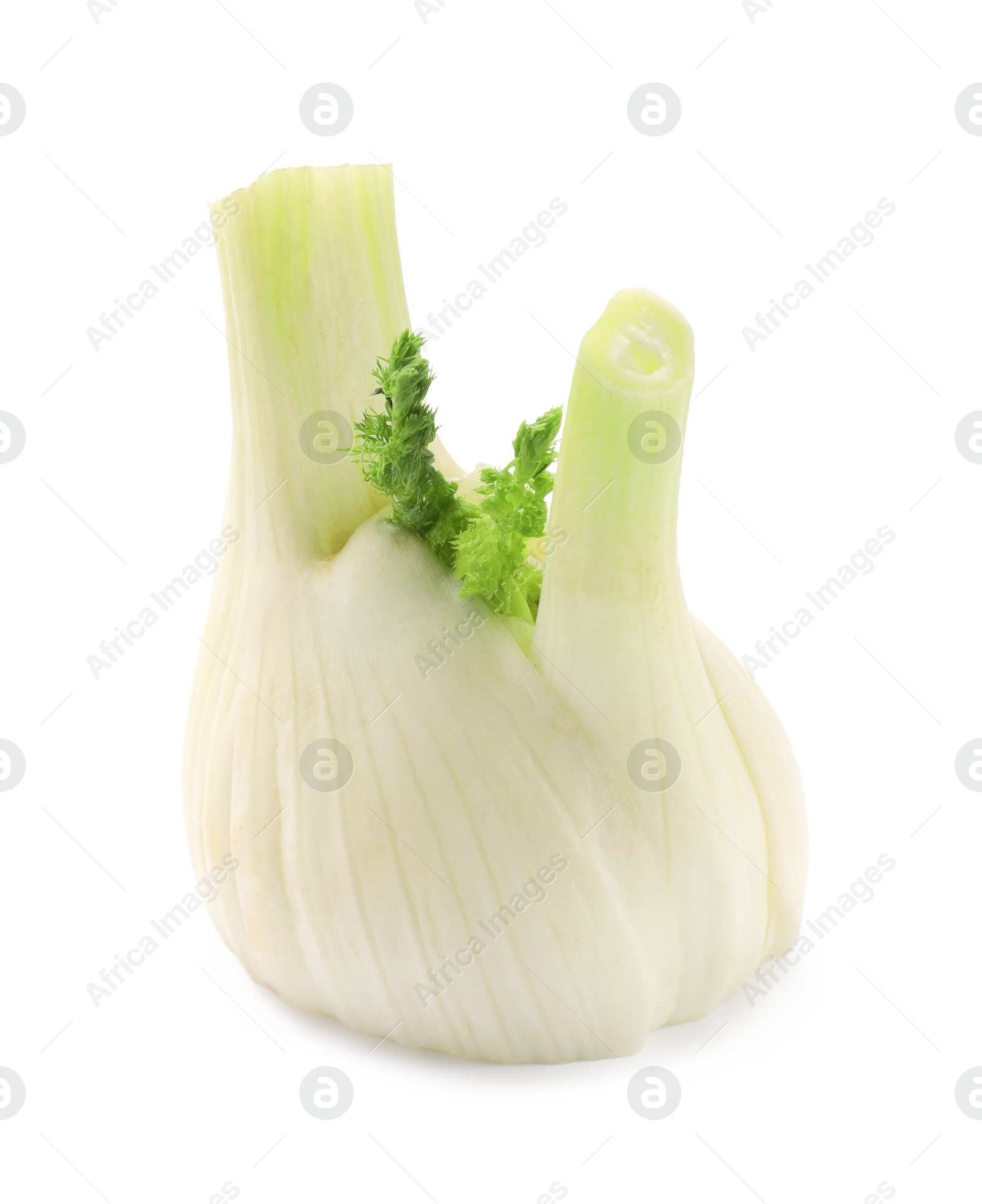 Photo of Fresh raw fennel bulb isolated on white