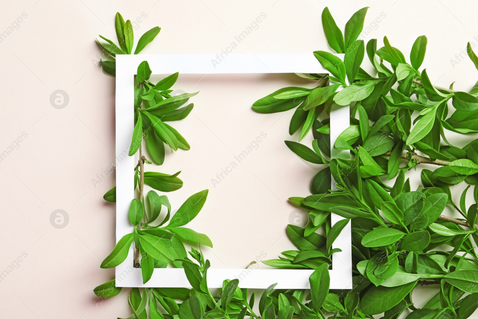 Photo of Frame with green leaves on light background