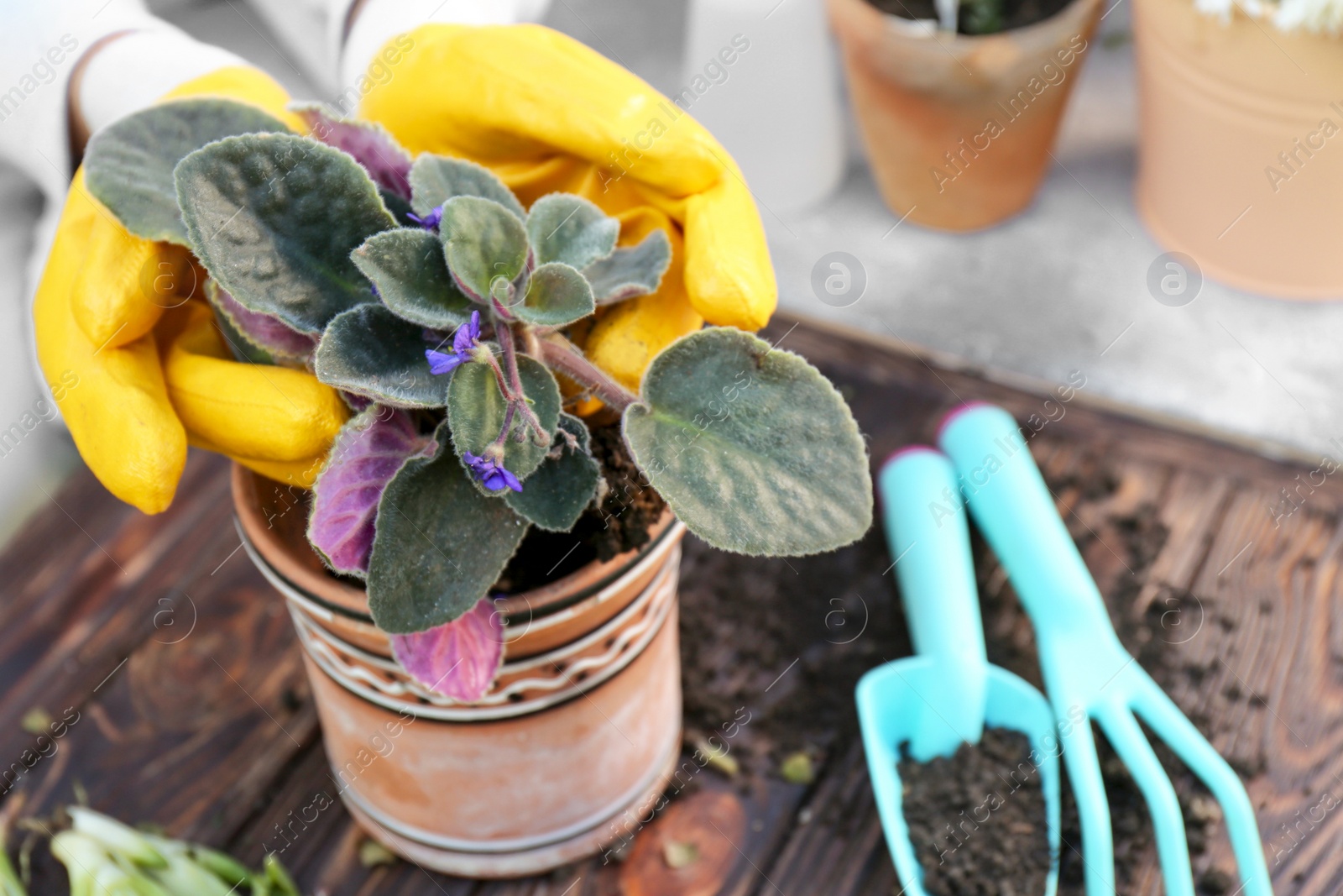 Photo of Woman wearing gardening gloves transplanting flower into pot at wooden table, closeup