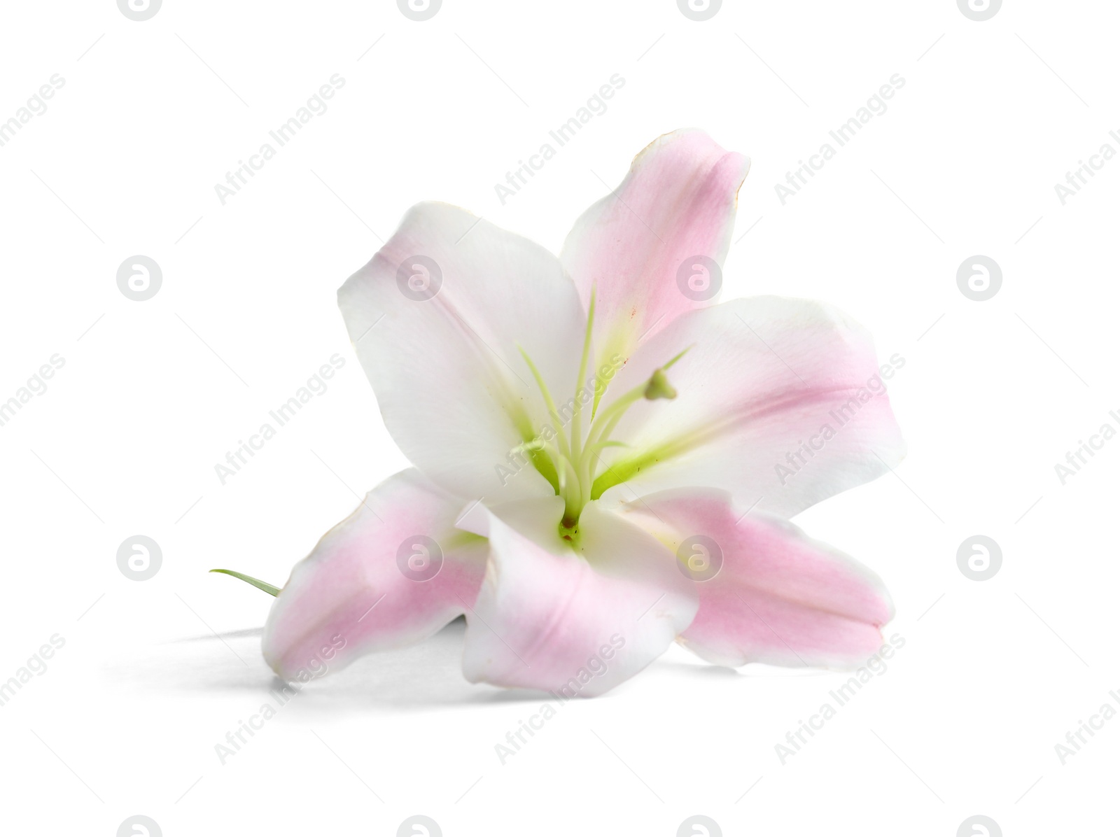 Photo of Beautiful blooming lily flower on white background