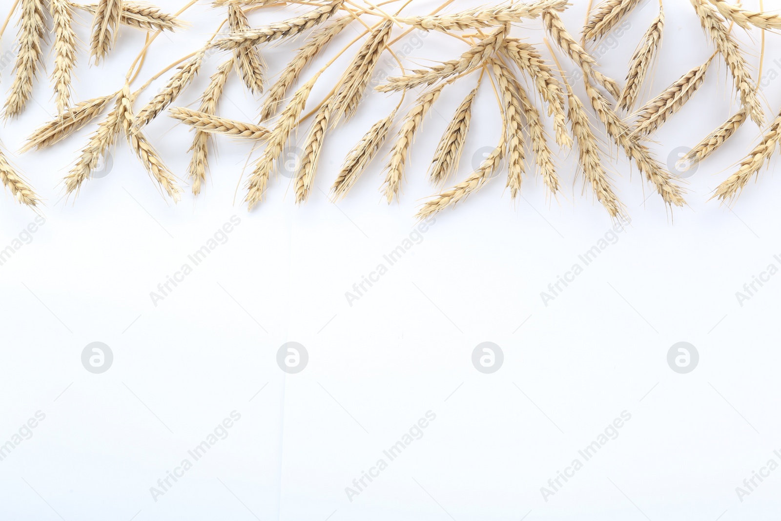 Photo of Many ears of wheat on white background, flat lay. Space for text