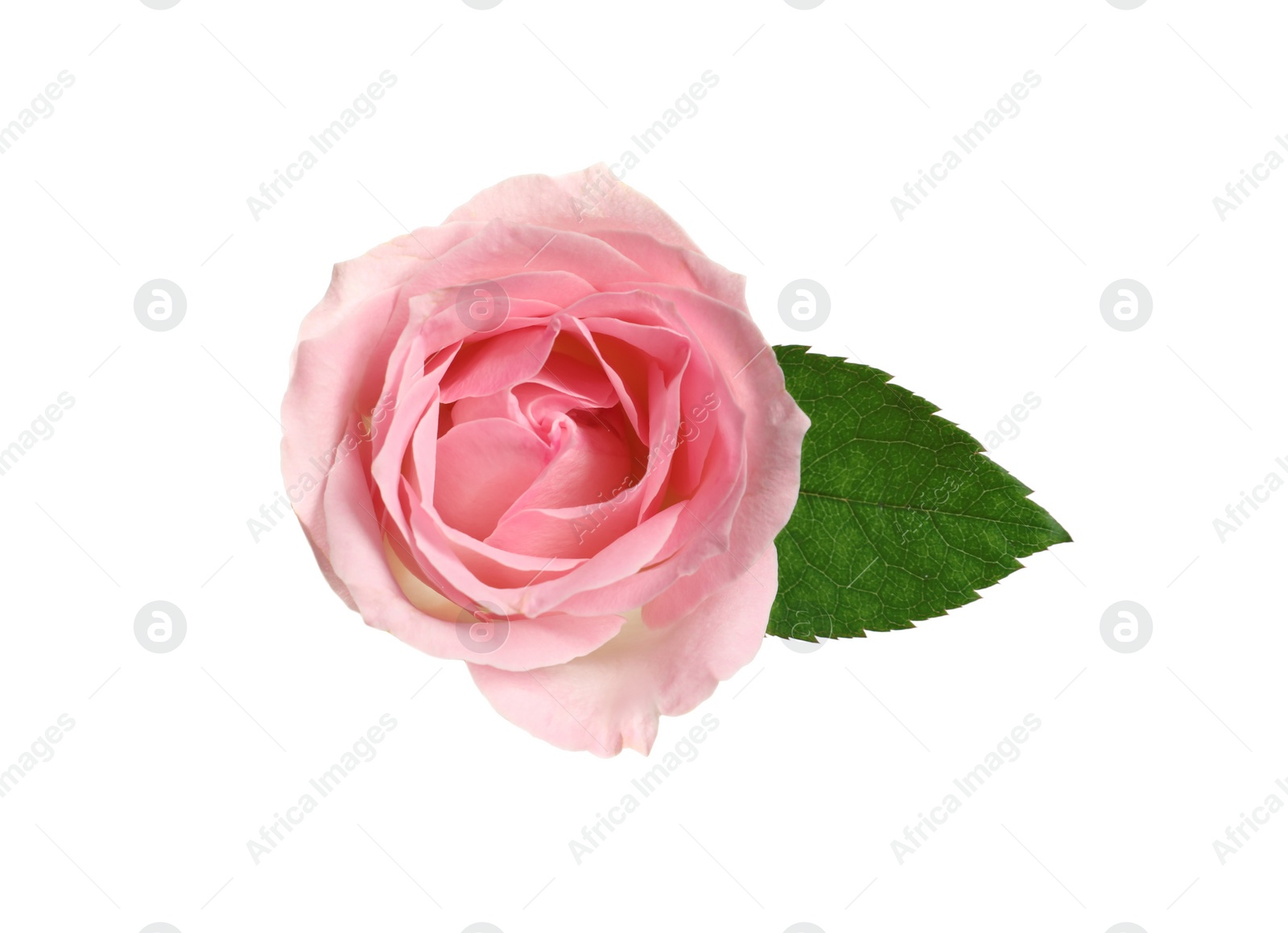 Photo of Beautiful blooming pink rose on white background, top view