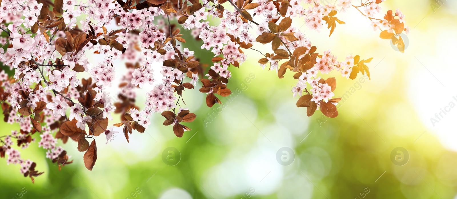 Image of Amazing spring blossom. Tree branches with beautiful flowers outdoors, banner design