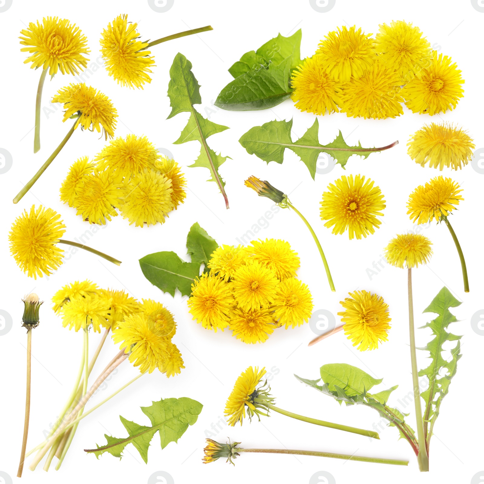 Image of Set with beautiful yellow dandelions on white background