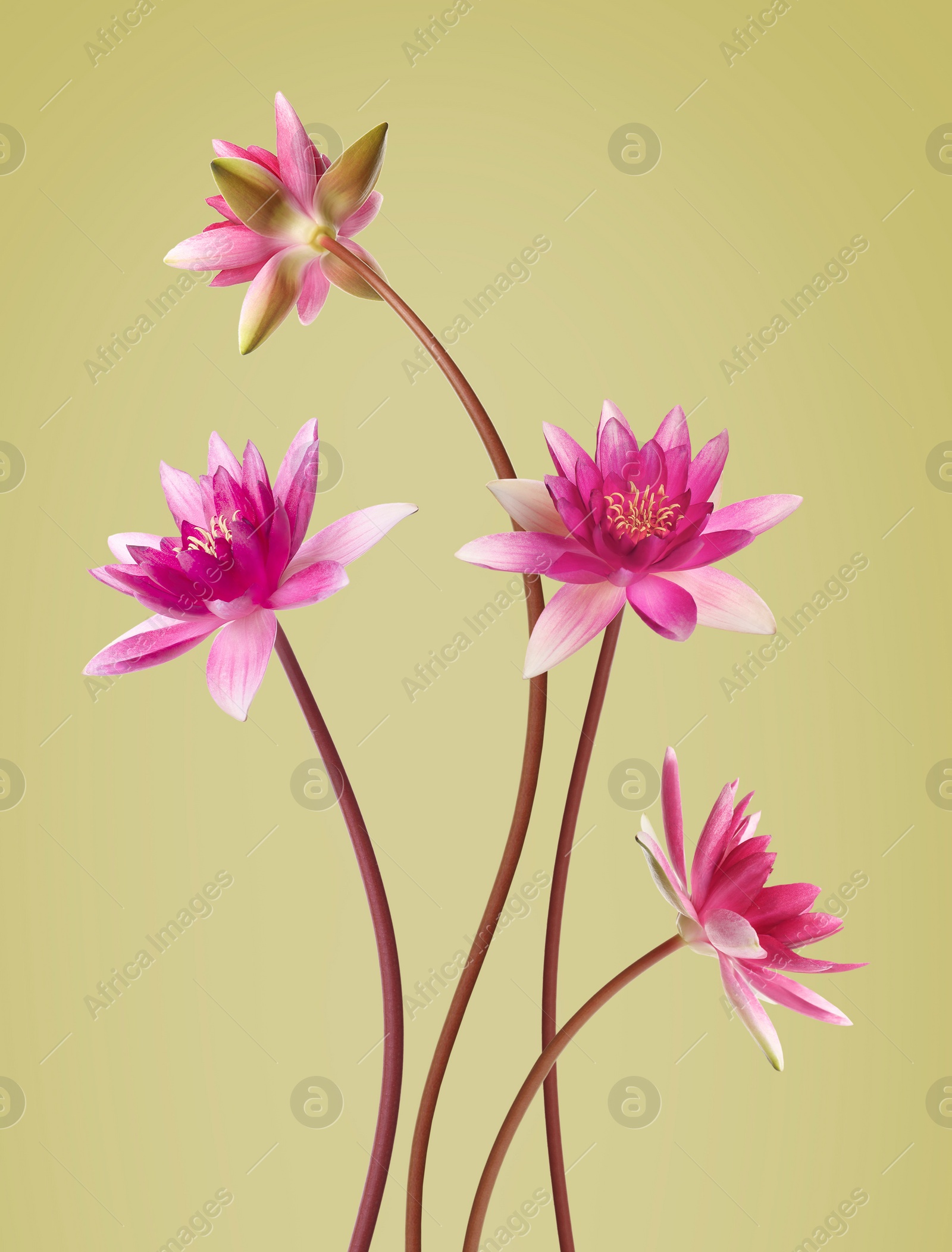 Image of Pink lotus flowers with long stems on olive color background