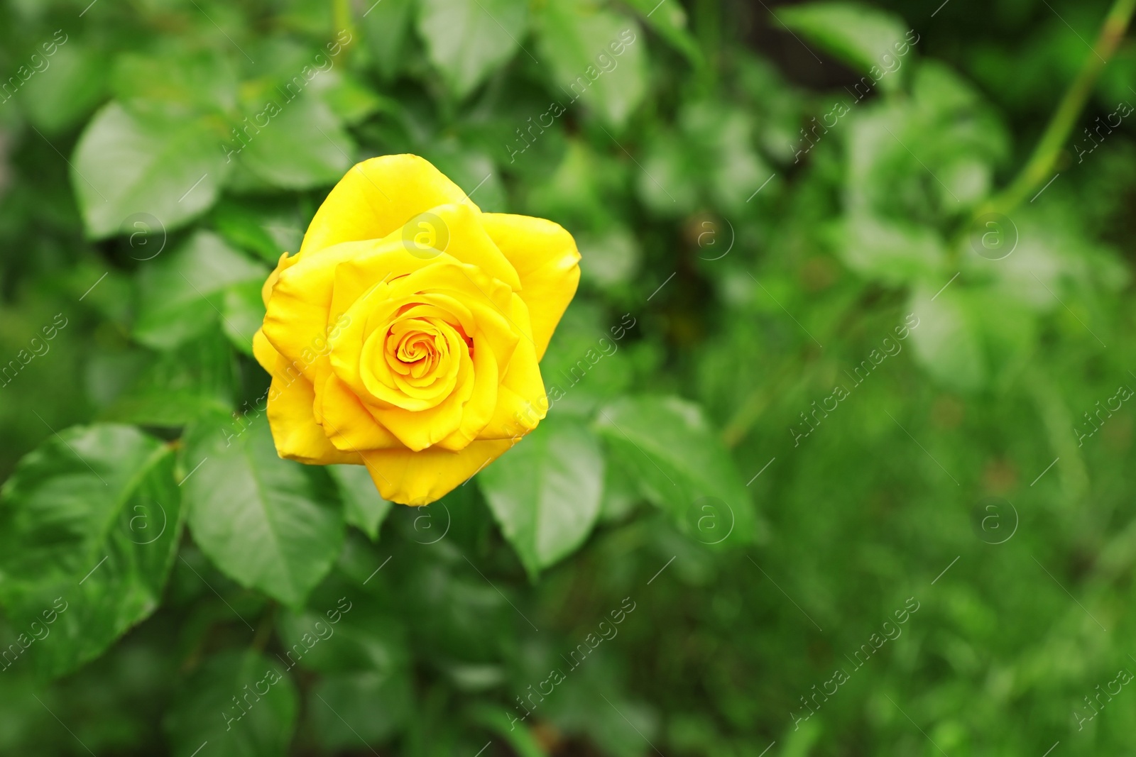 Photo of Beautiful blooming rose in garden on summer day, space for text