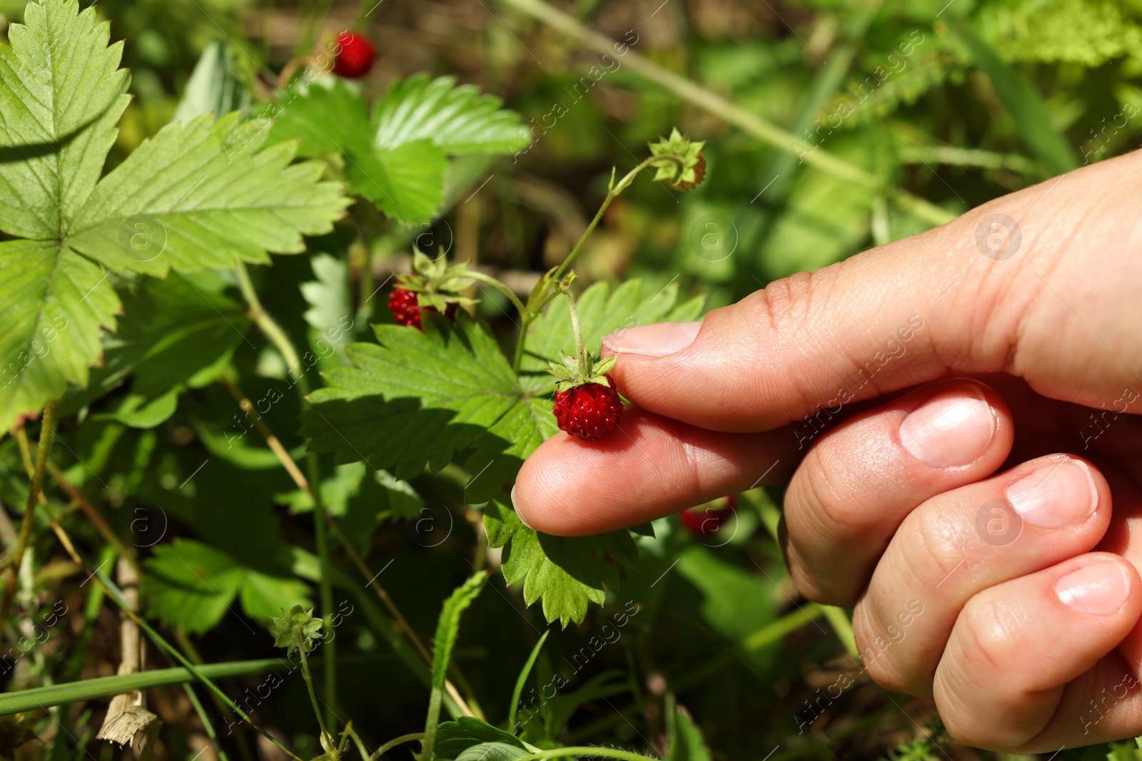 Photo of Woman gathering ripe wild strawberries outdoors, closeup