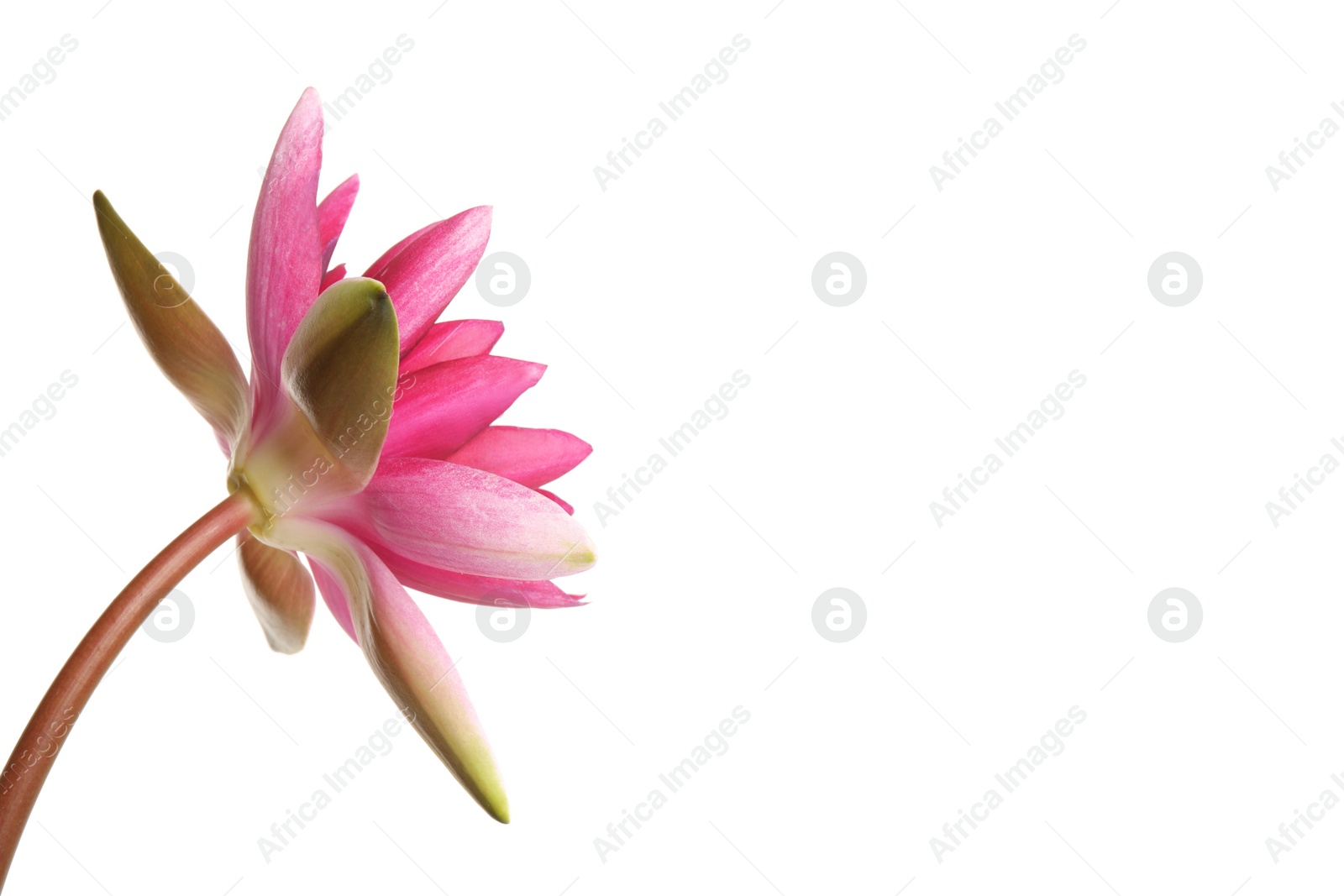 Photo of Beautiful blooming pink lotus flower isolated on white