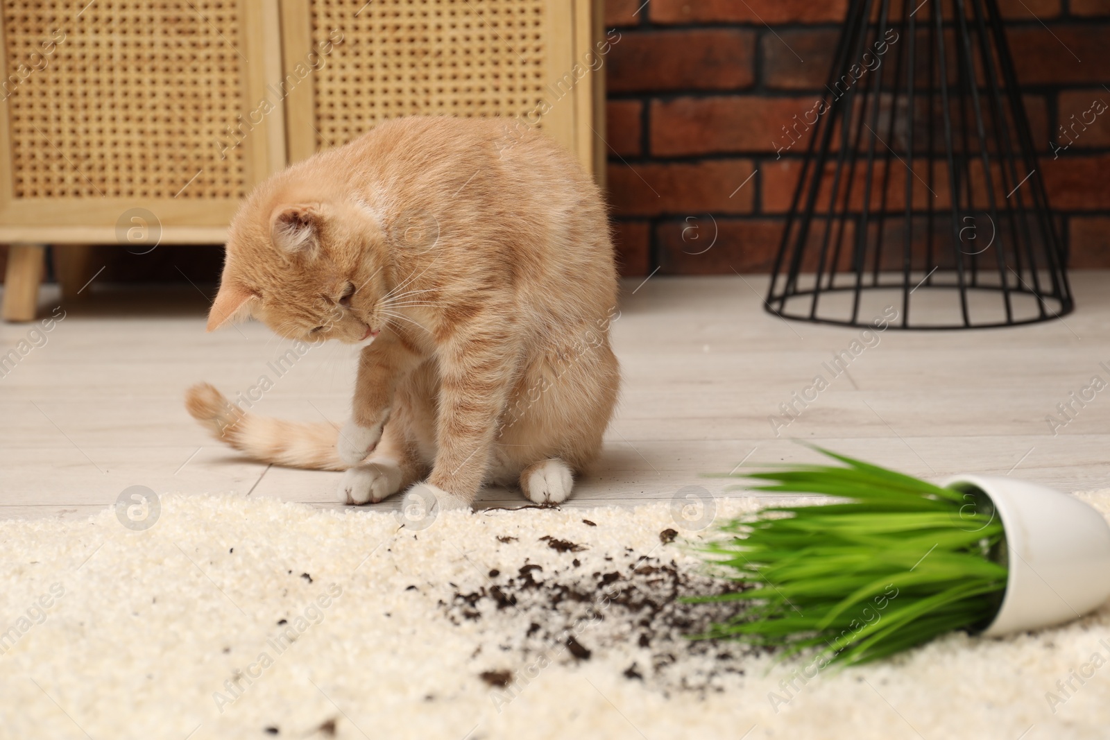 Photo of Cute ginger cat near overturned houseplant on carpet at home