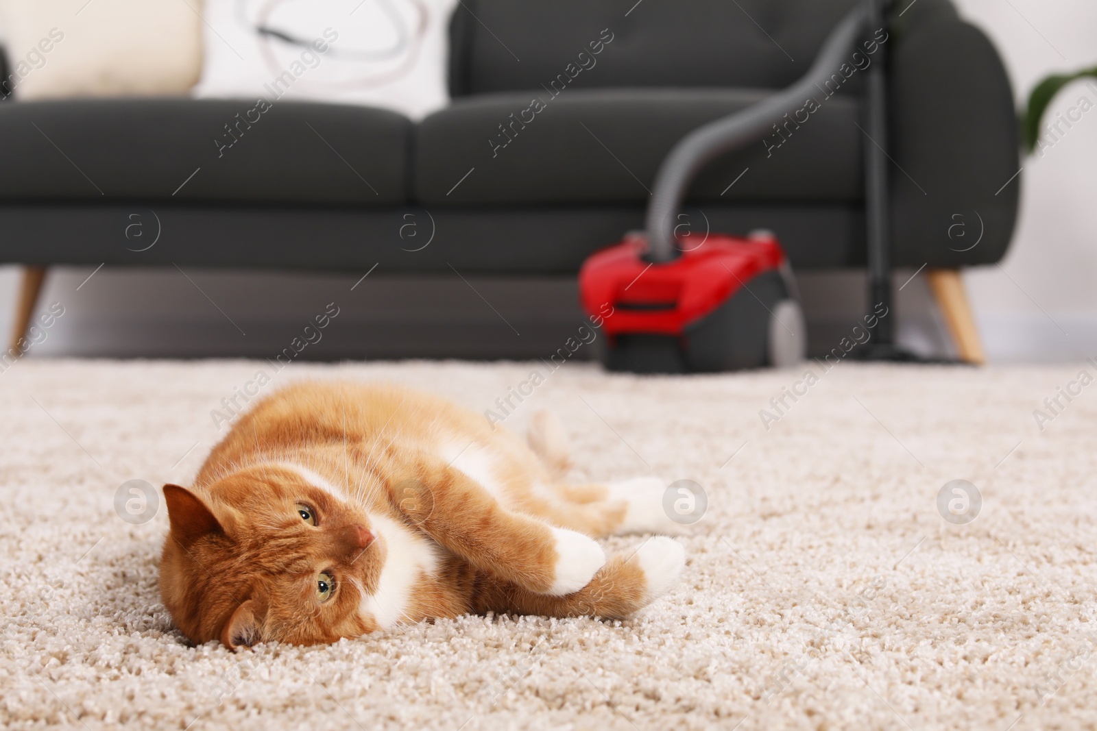 Photo of Cute ginger cat lying on carpet at home, space for text