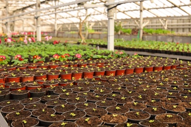 Photo of Many pots with fresh seedlings and blooming flowers in greenhouse. Home gardening