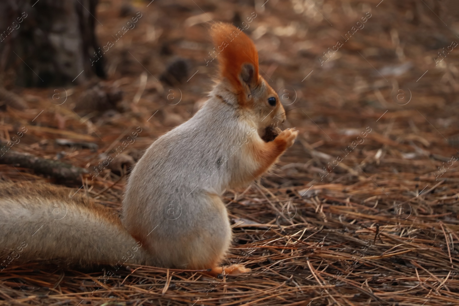 Photo of Cute red squirrel eating nut in forest