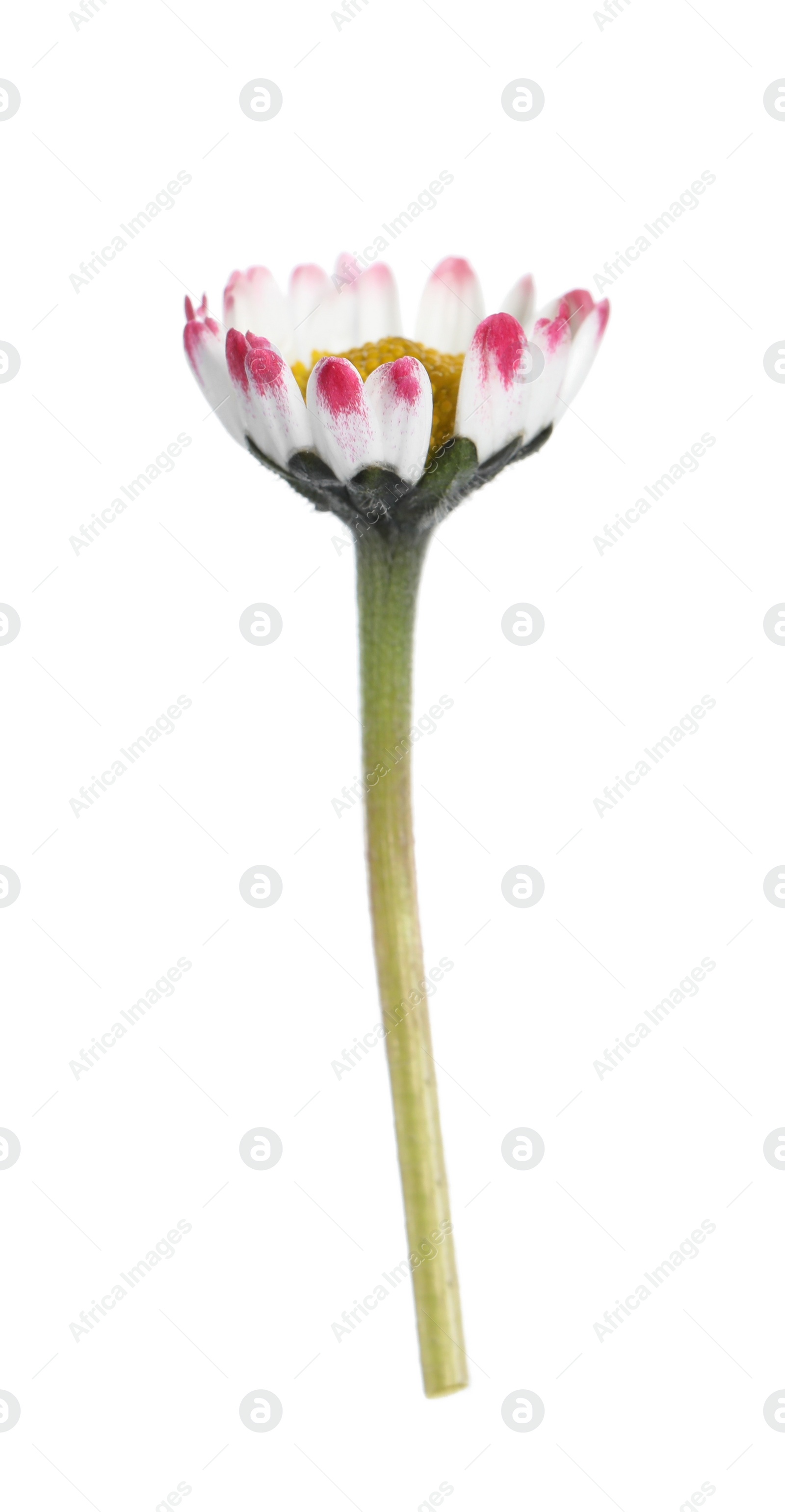 Photo of Beautiful bellis perennis (daisy) flower isolated on white