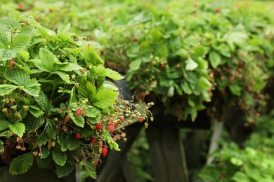Wild strawberry bushes with berries growing on farm, space for text
