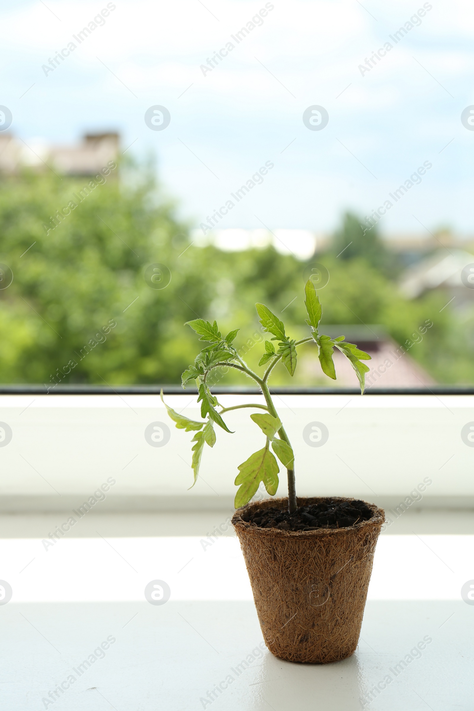 Photo of Tomato seedling growing in pot on window sill