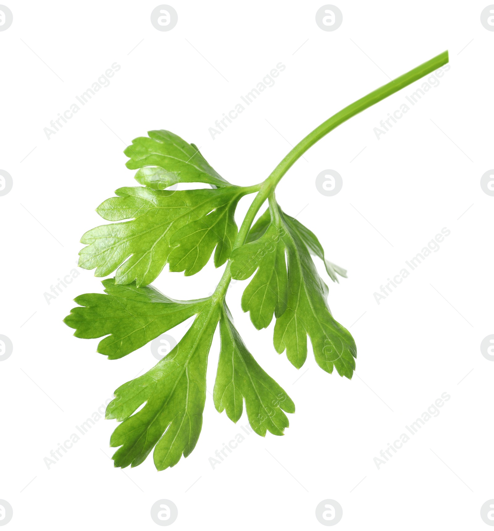 Sprig of fresh green parsley leaves isolated on white Photo of Sprig of fresh green parsley leaves isolated on white