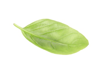 Photo of Fresh green basil leaf on white background