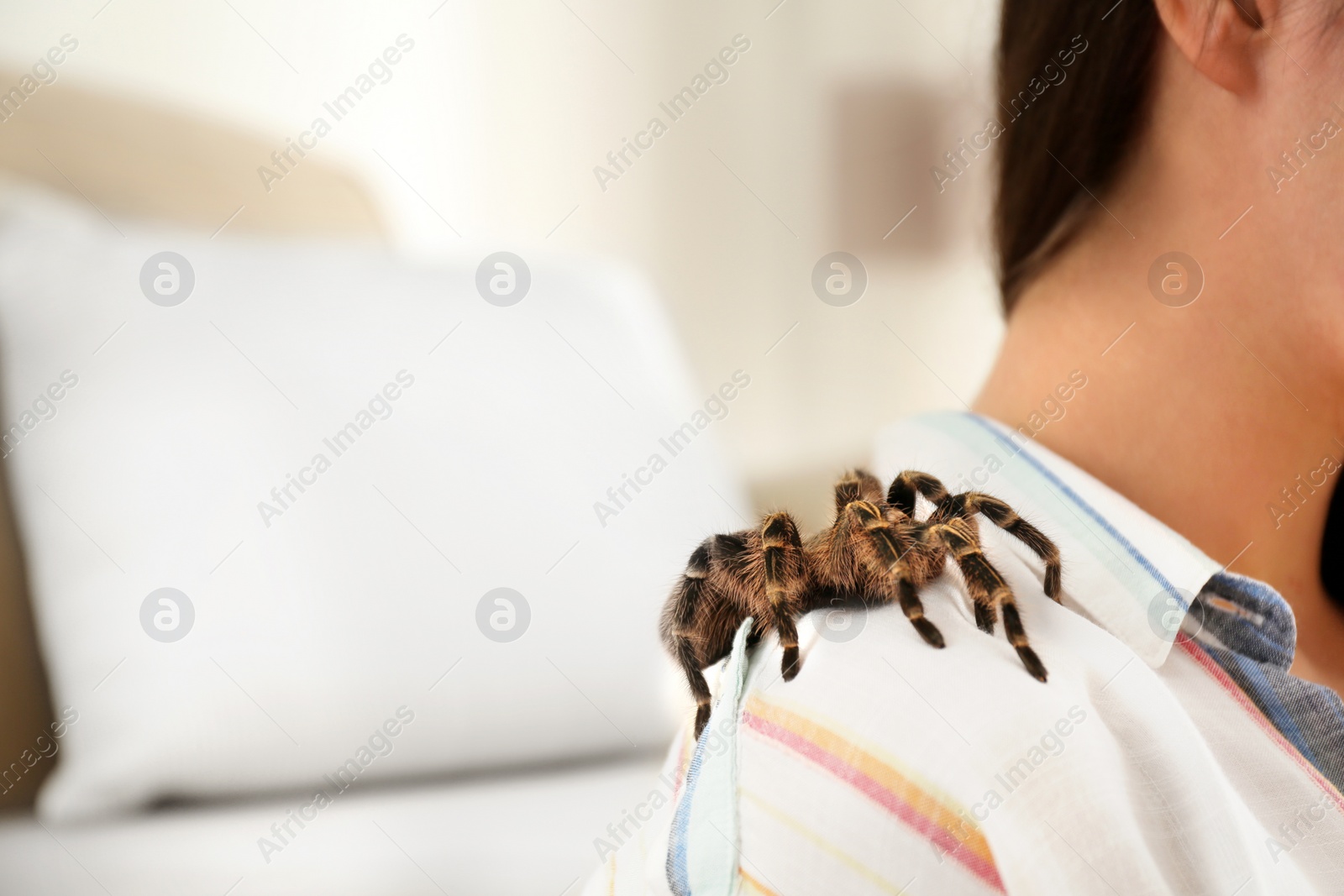 Photo of Young woman with striped knee tarantula on shoulder at home, closeup. Space for text