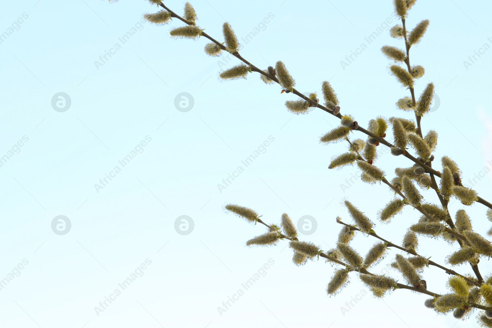 Photo of Beautiful view of pussy willow branches against blue sky outdoors, space for text