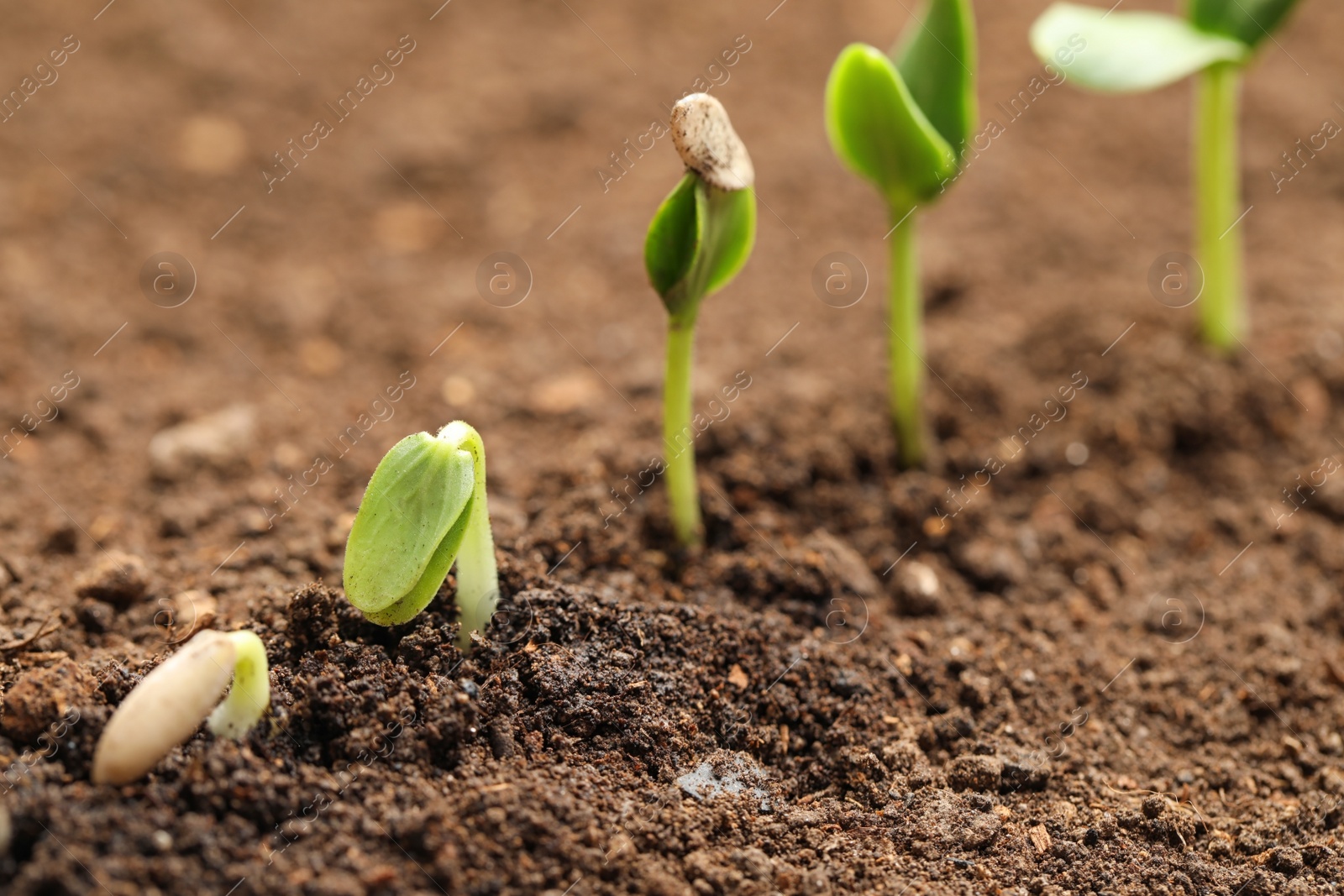 Photo of Little green seedlings growing in fertile soil