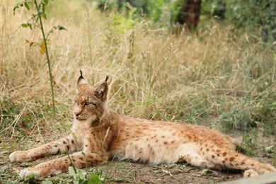 Photo of Beautiful lynx resting on grass in zoological garden