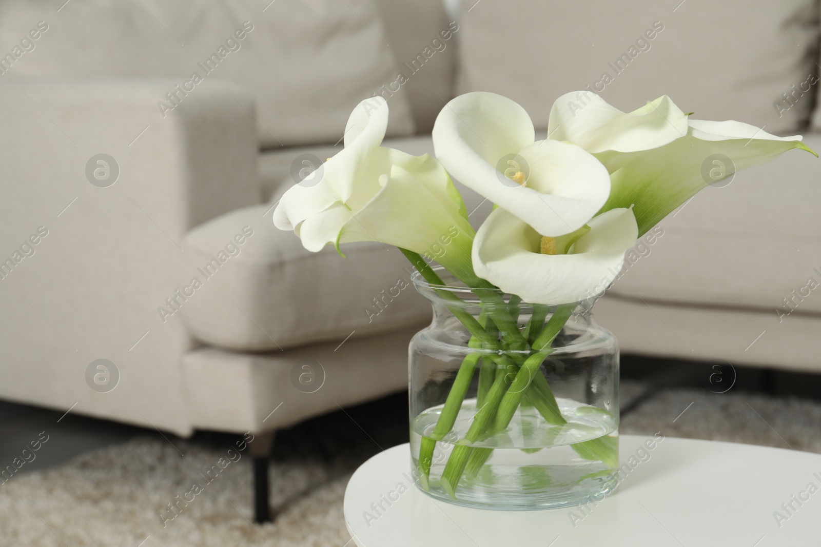 Photo of Beautiful calla lily flowers in glass vase on white table indoors