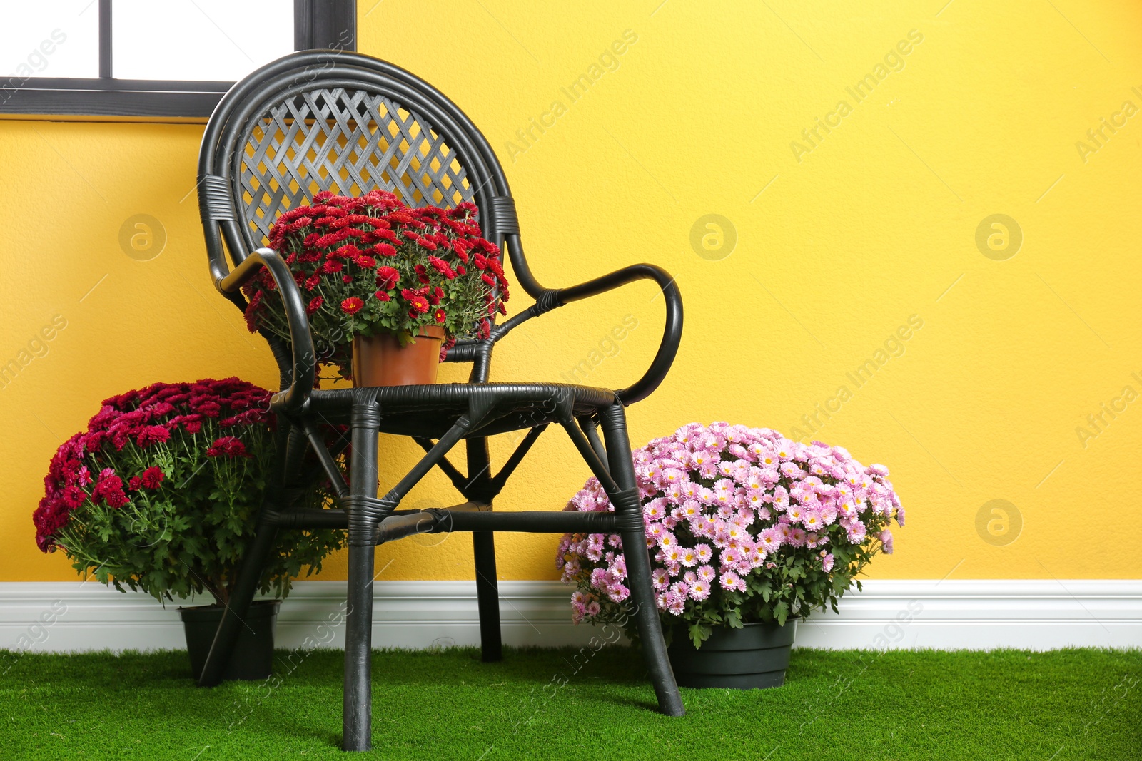 Photo of Beautiful composition with chrysanthemum flowers near colorful wall. Space for text