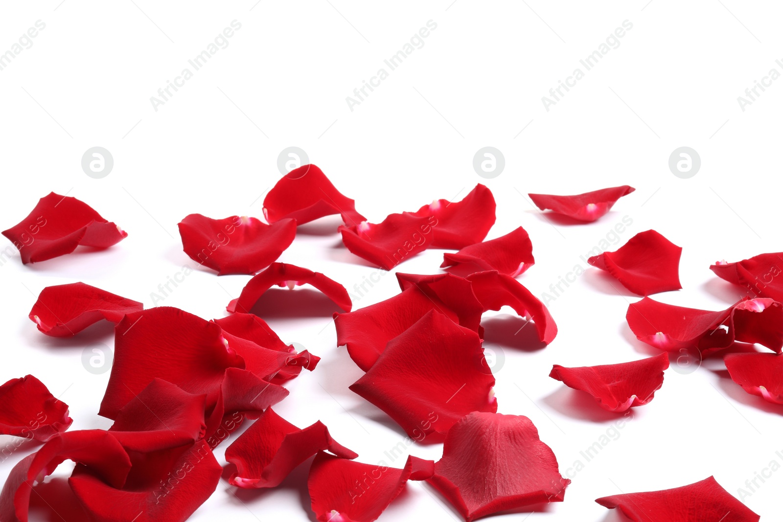 Photo of Beautiful red rose petals on white background