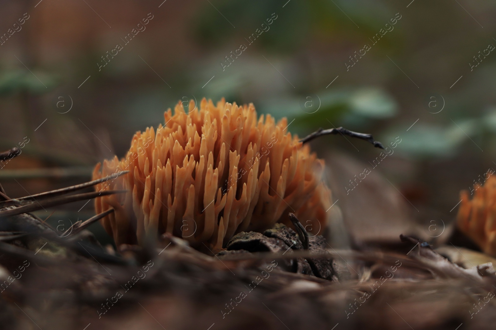 Photo of Beautiful antler mushrooms growing in forest on autumn day