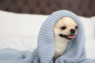 Photo of Adorable Toy Terrier wrapped in light blue knitted blanket on bed. Domestic dog