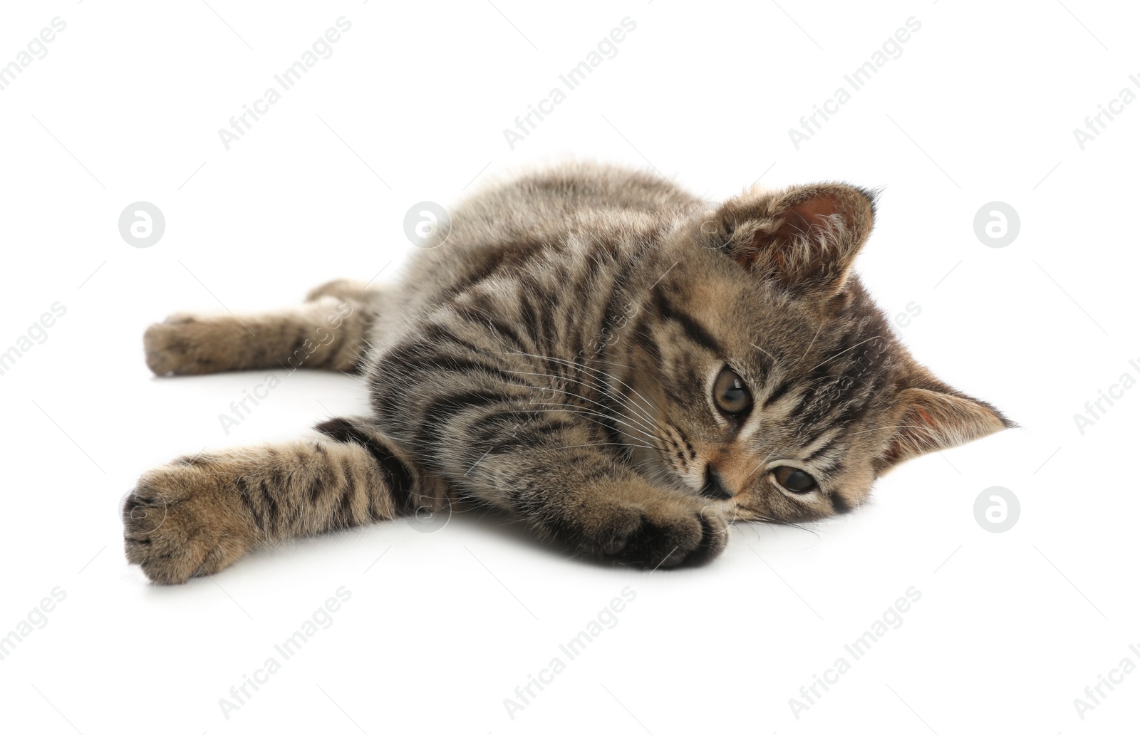 Photo of Cute tabby kitten on white background. Baby animal